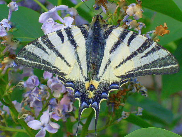 niezwykły motyl na bzie