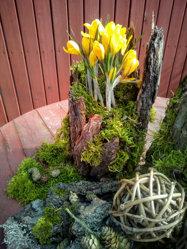 Osłonka z kory sosnowej.