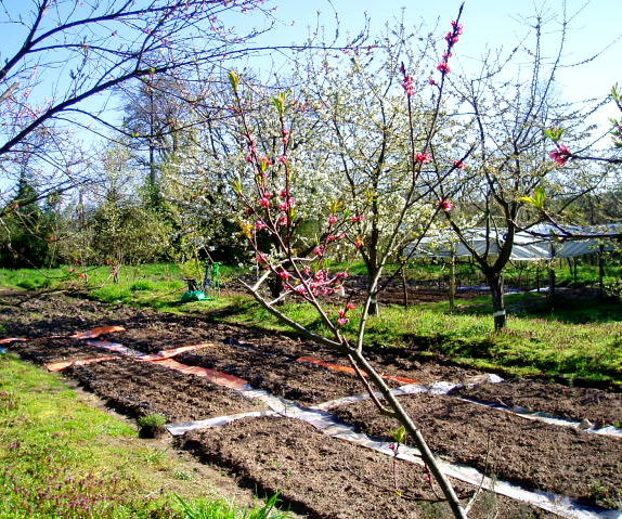 pole przygotowane do siewu