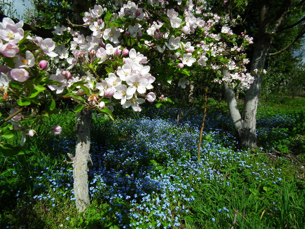 sad i niezapominajki