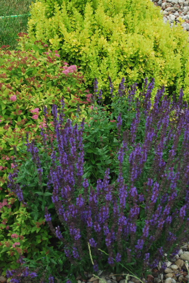 Szałwia i berberys znakomite połączenie