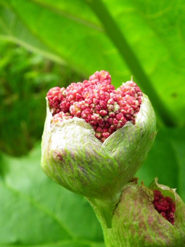 tak kwitnie rabarbar