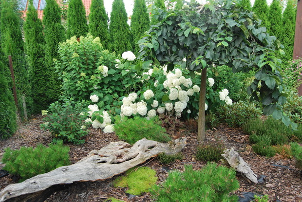 Wiąż górski comperdownii