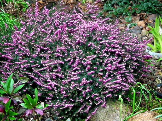 wrzosiec jeszcze kwitnie