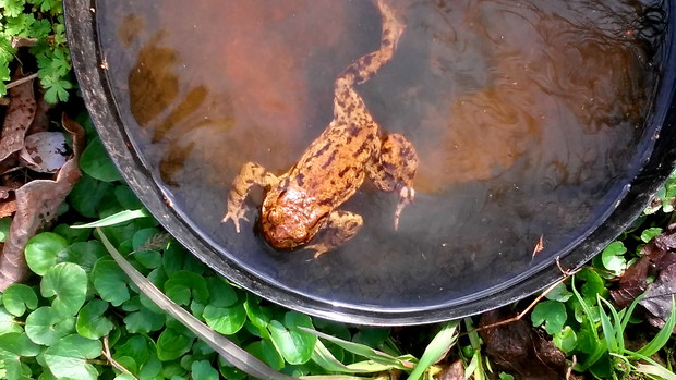 żabka już się kąpie