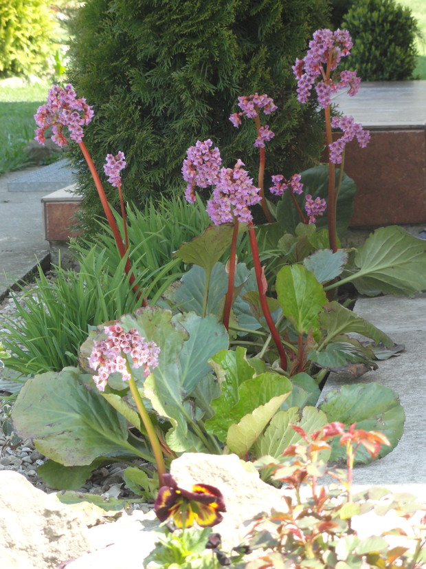 Bergenia