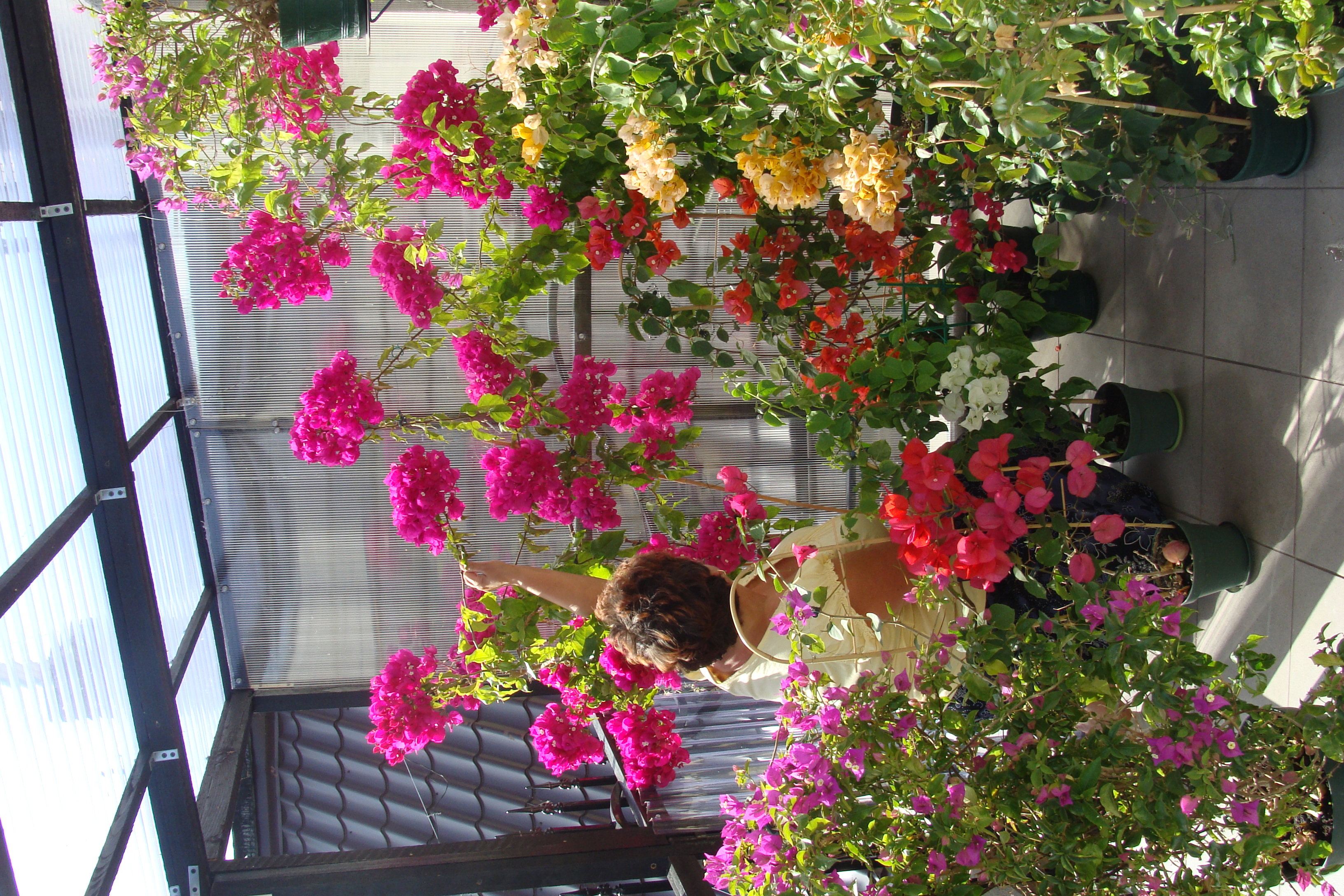 Bugenwille na balkonie