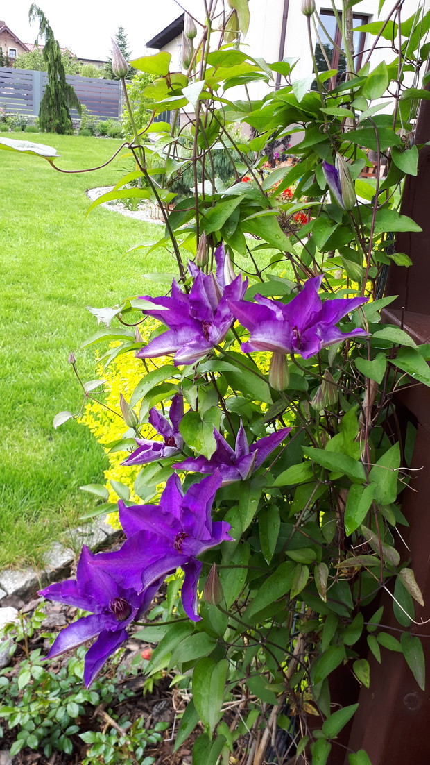 Clematis