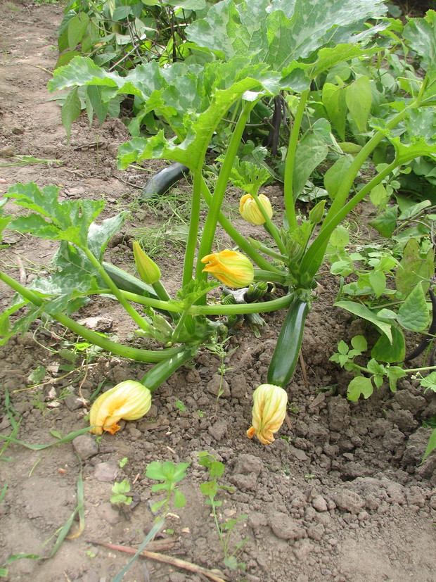 cukinia ma urocze kwiaty