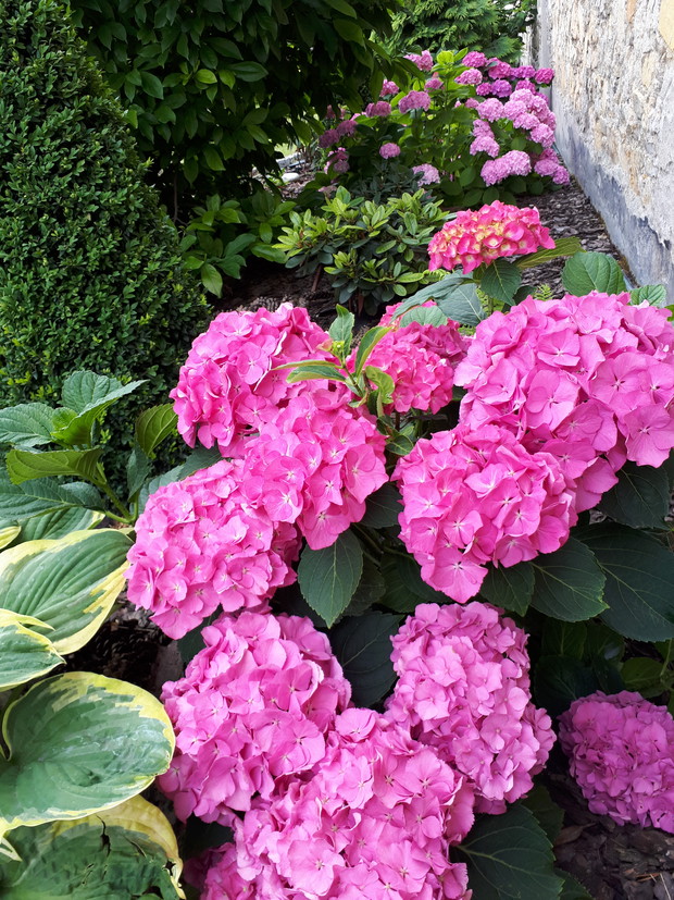 Fragment rabaty cienistej