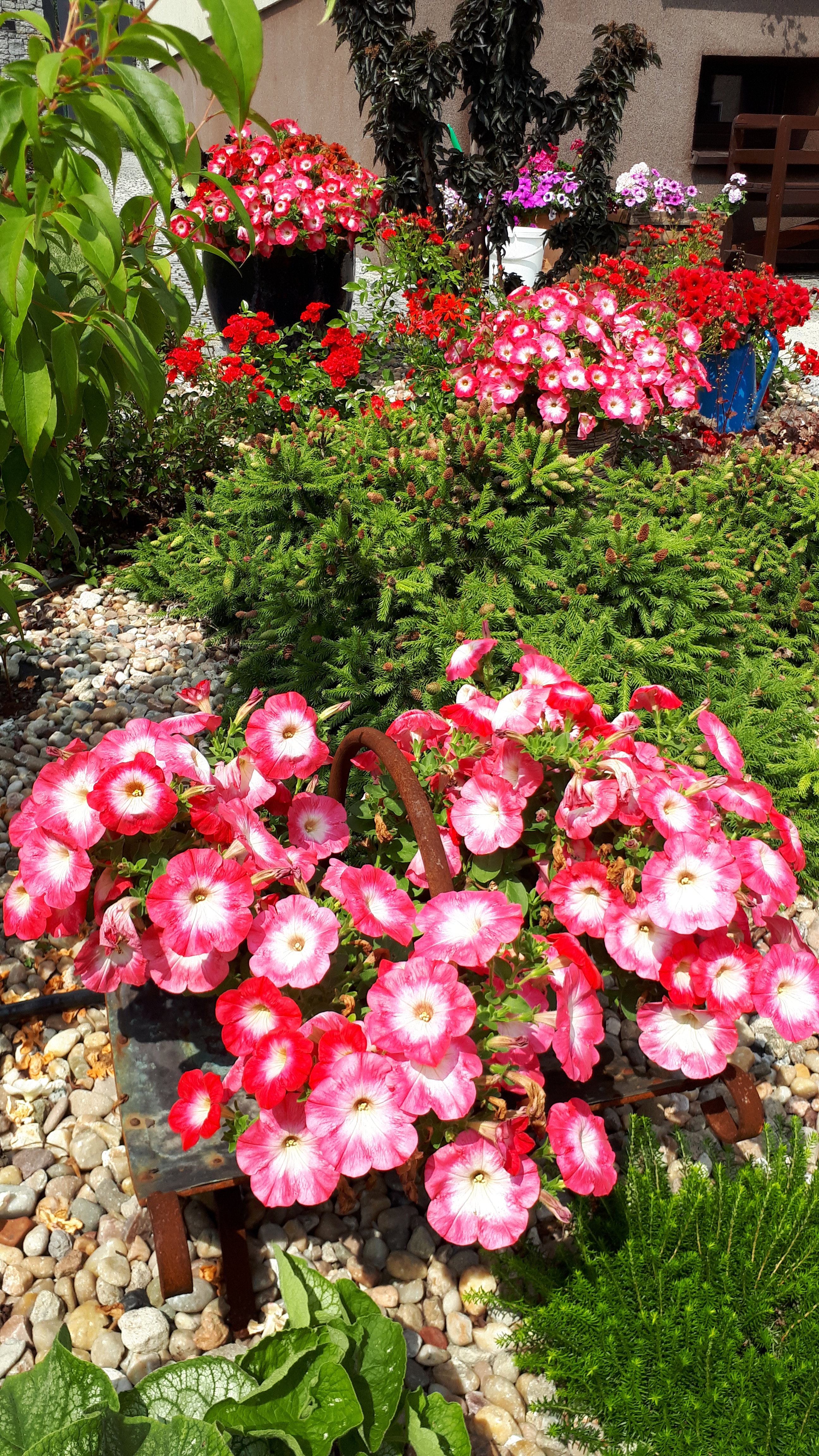 Fragment rabaty czerwonej