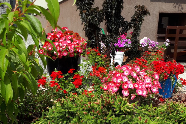 Fragment rabaty czerwonej