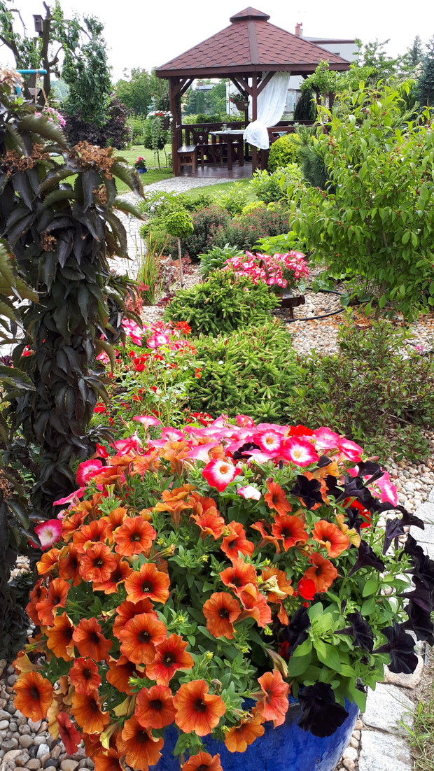 Fragment rabaty czerwonej