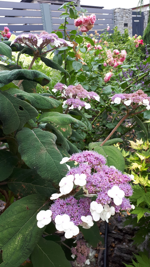 Fragment rabaty różowej