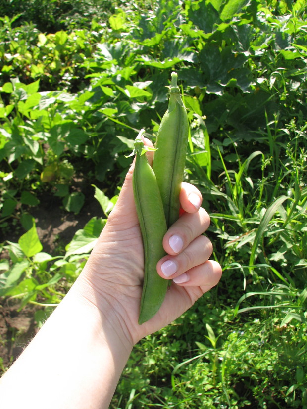 groszek najsmaczniejszy prosto z "krzaka"