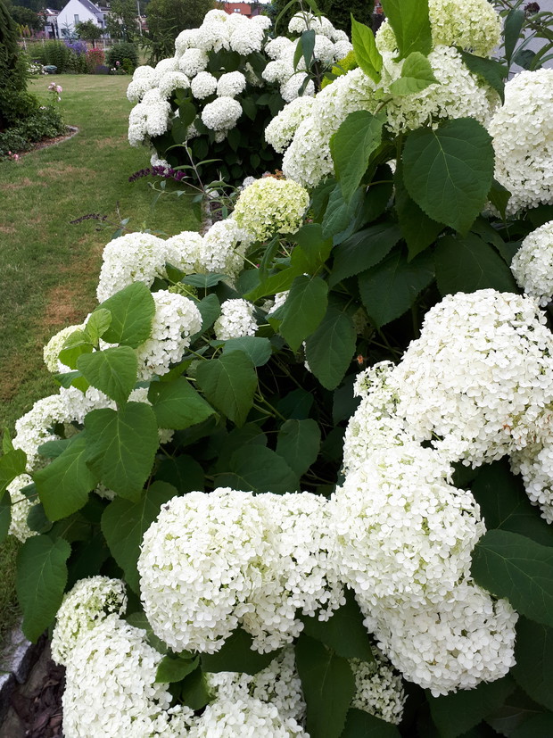 Hortensje anabelle