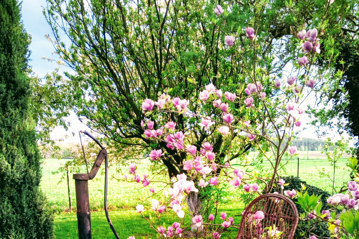 Kącik relaksu przy Magnolii.