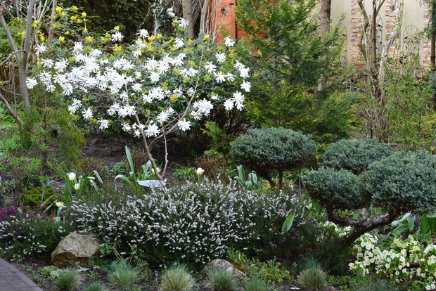 Królowa wczesnej wiosny