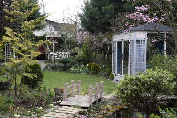 Magnolie w rozkwicie