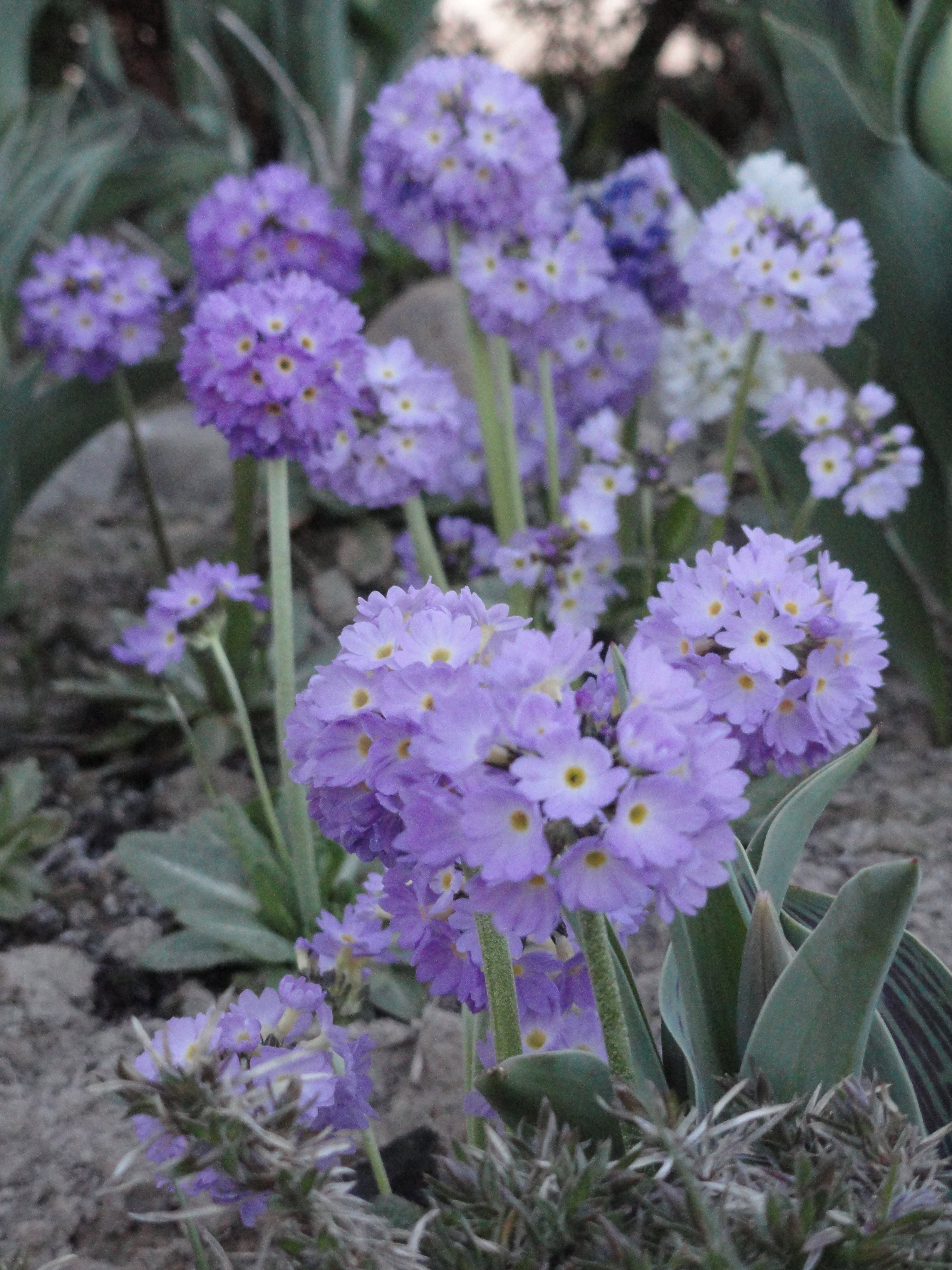 Pierwiosnek ząbkowany