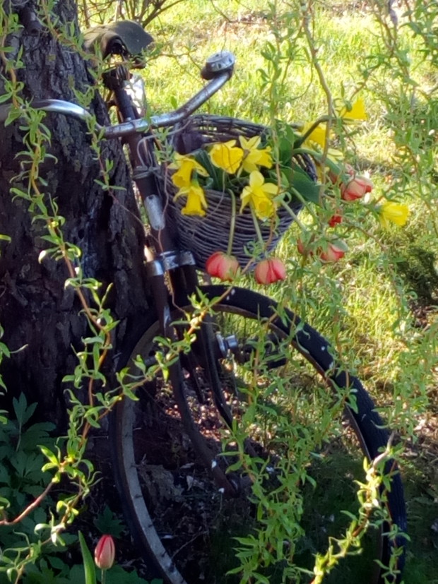 Pierwsze zwiastuny wiosny.Kwietnik stary rower.