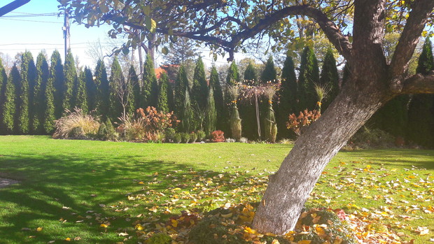 Pod starą jabłonią