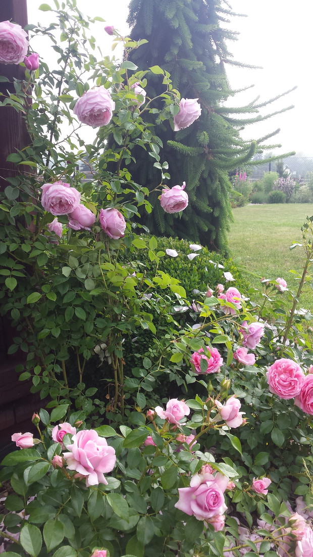 Róża spirit of freedom