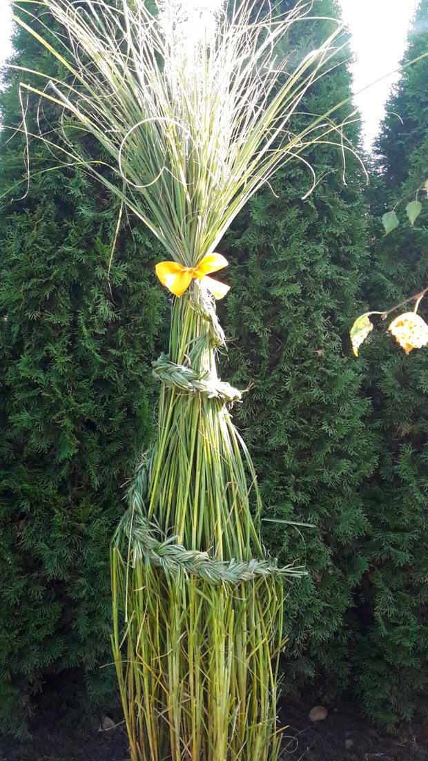 Trawy w nowych fryzurach