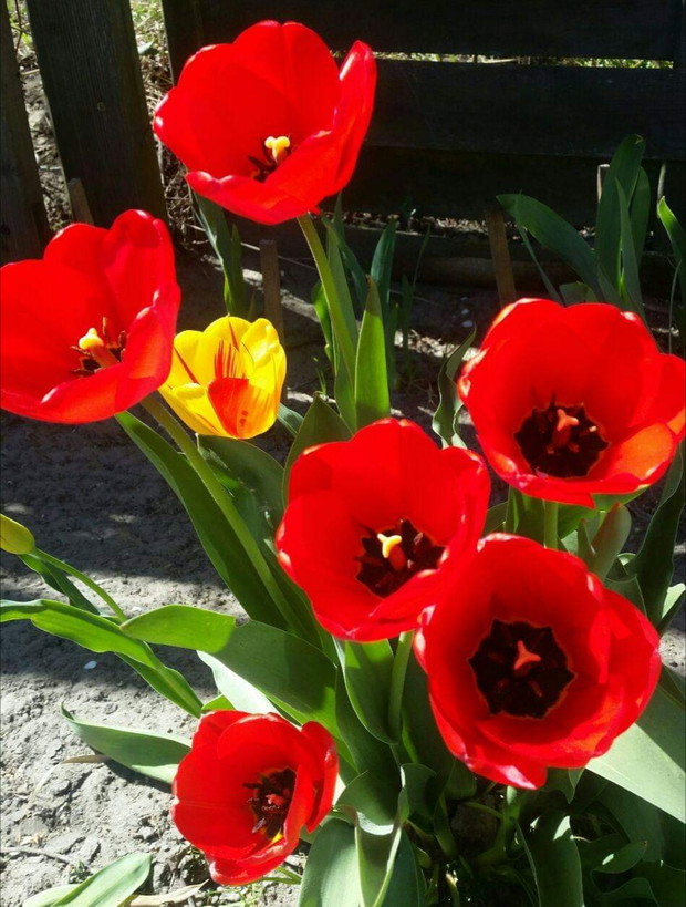 Tulipany