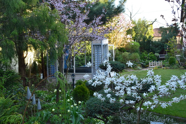 Urok wiosennych drzew