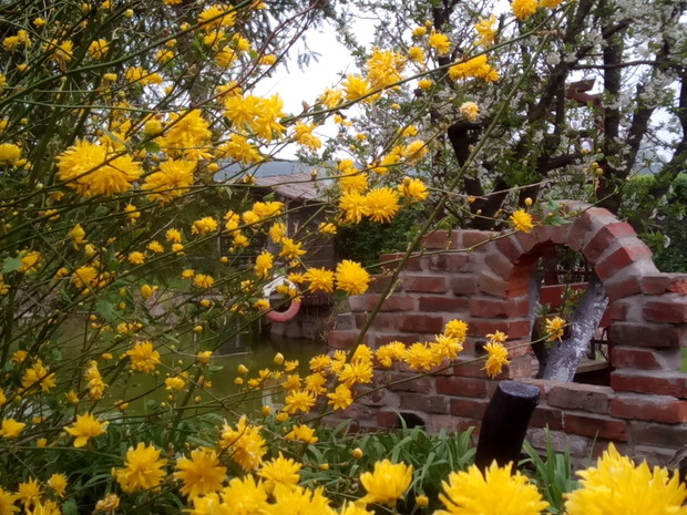 Złotolin w roli głównej.