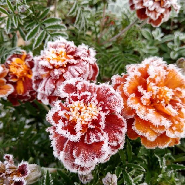 Aksamitki muśnięte mrozem.