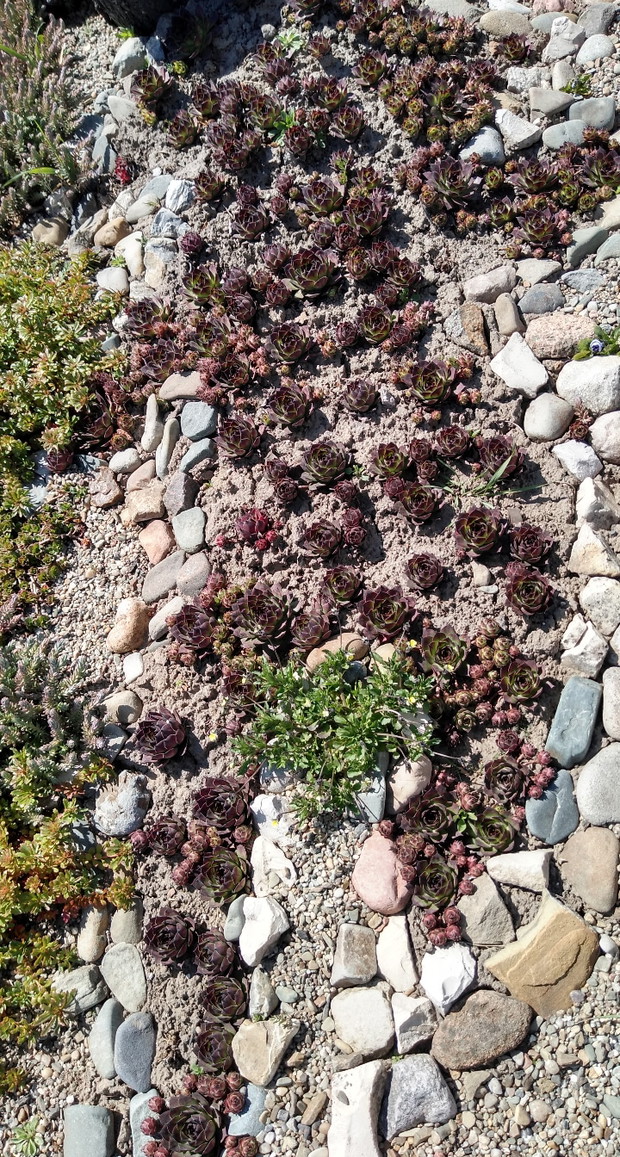 Aranżacje rojnikowe