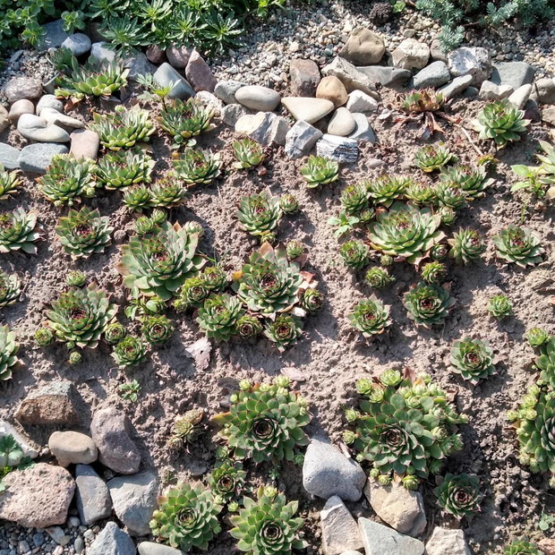 Aranżacje rojnikowe