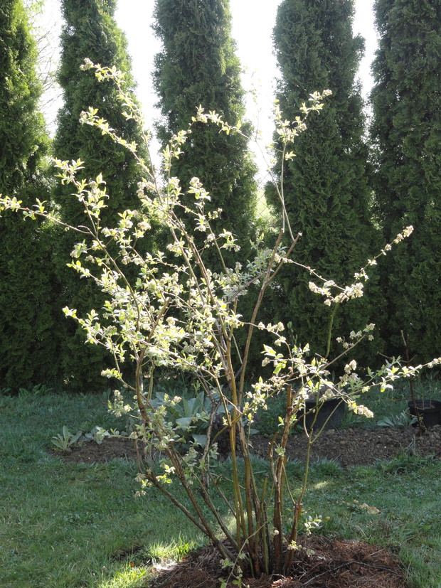 Borówka amerykańska