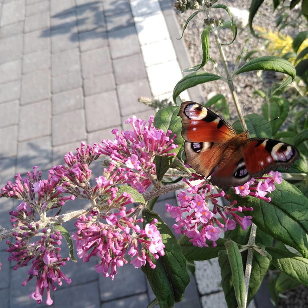 Budleja, motylu krzew