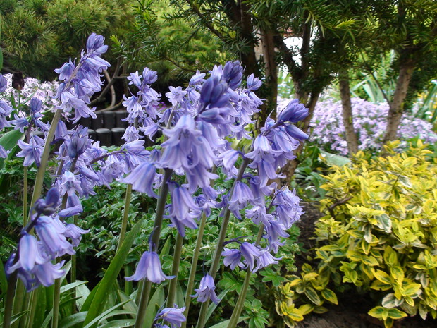 Cebulica - Błękitna Dama