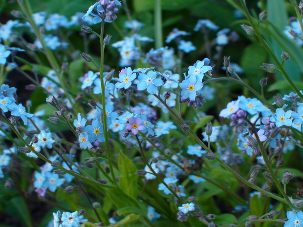 Niezapominajki jak kwiatki z bajki.