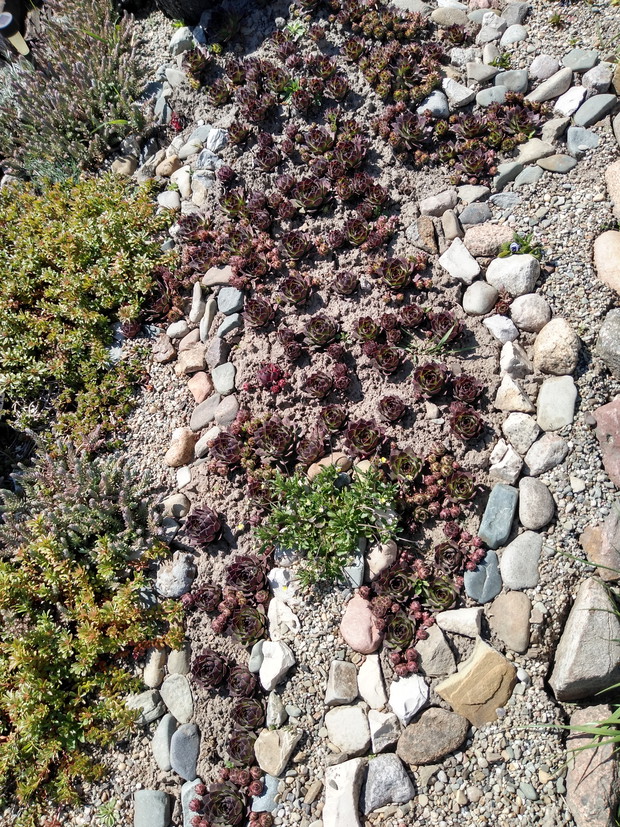 Rojnikowe aranżacje