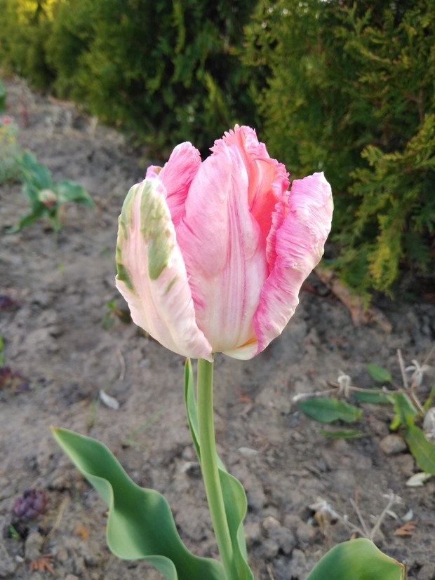 Tulipan