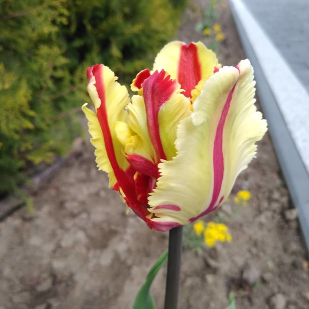 Tulipany