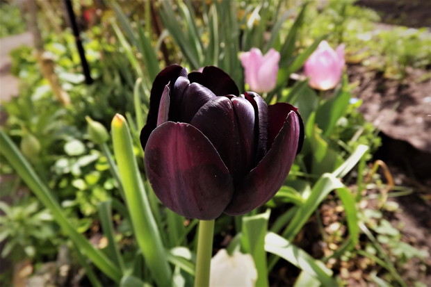 Czarny tulipan