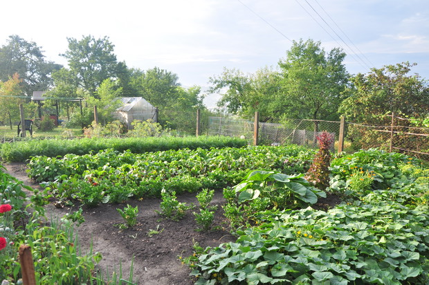Grządki i zdrowe warzywa