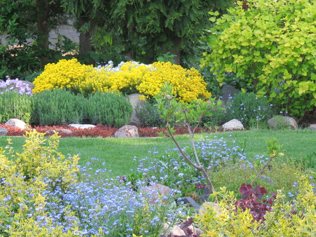 jeden ze skalniaków