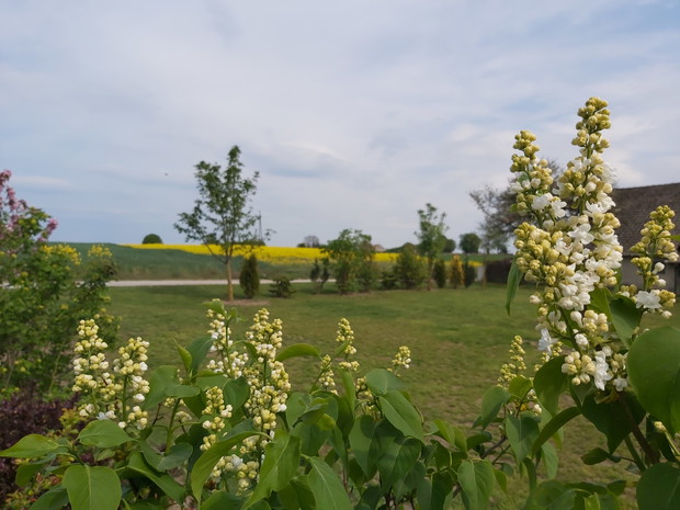 "Kiedy znów zakwitną białe bzy..."
