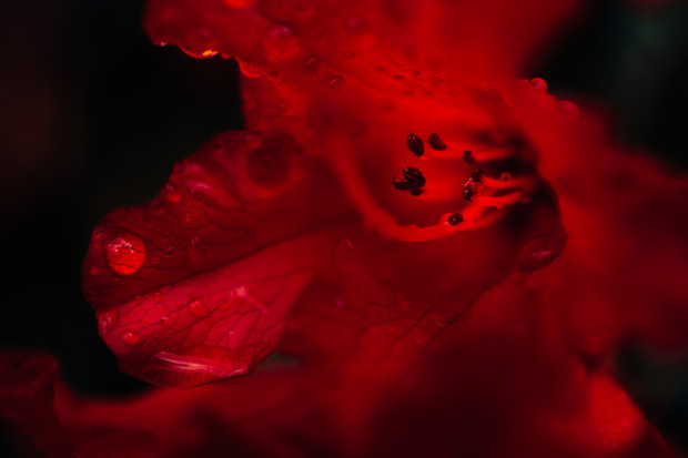 Krwisty rhododendron