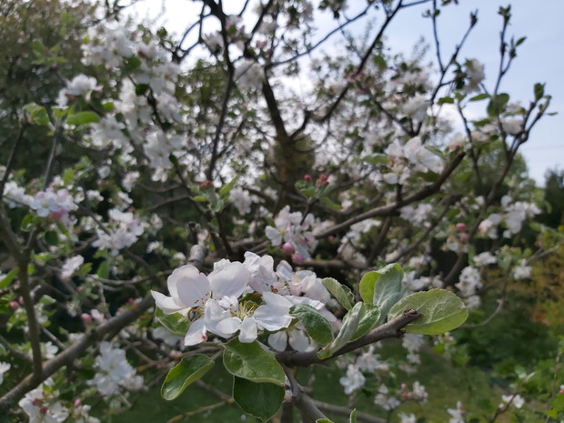 Kwiaty kwitnącej jabłonki