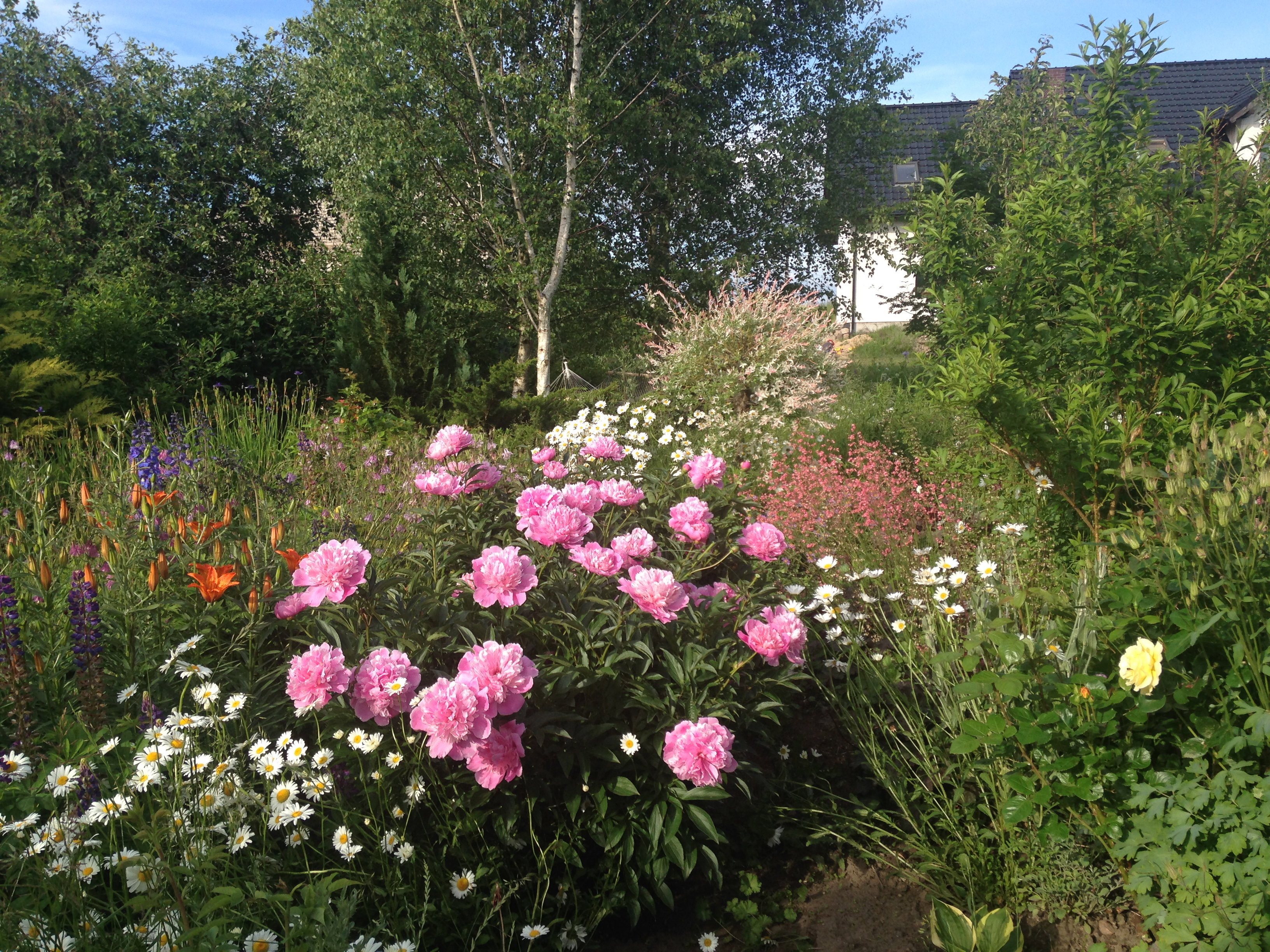 Kwitnące piwonie w morzu kwiatów