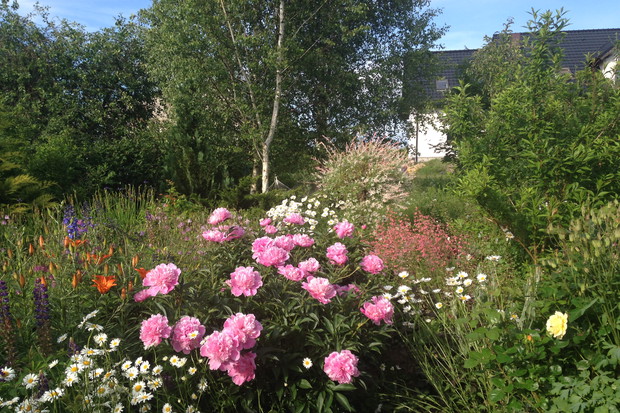 Kwitnące piwonie w morzu kwiatów