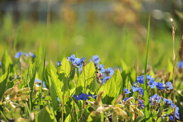 łękitne niezapominajki..